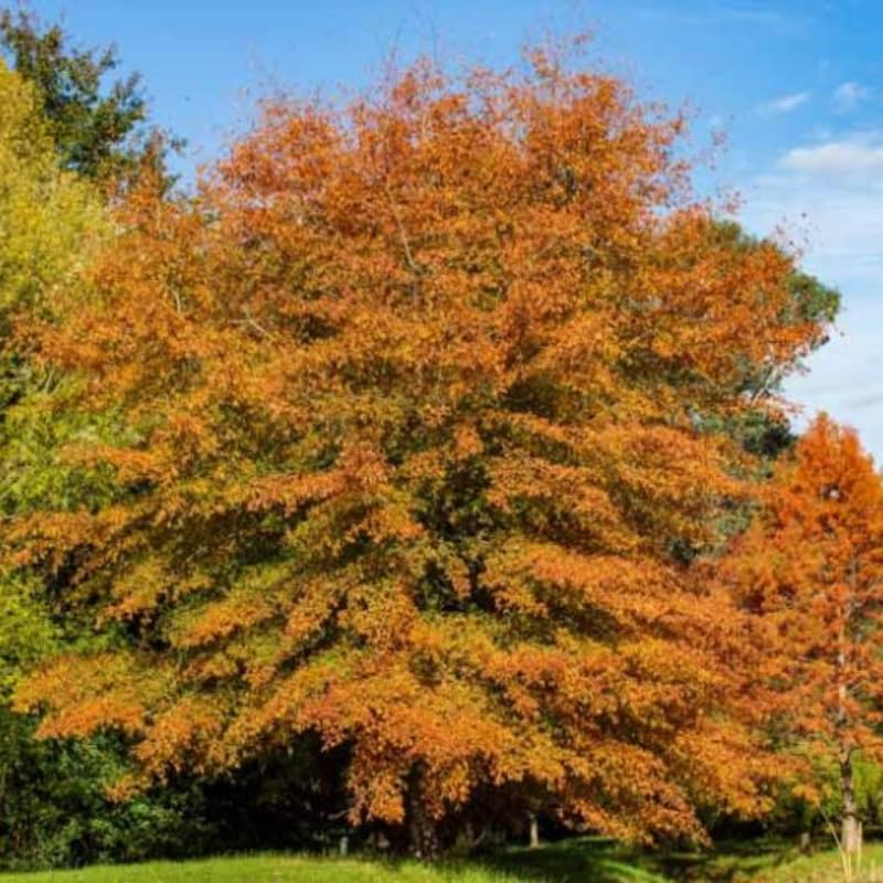 Willow Oak Tree Plant in Quart Pot, 6-12 Inch Tall Shade Tree Live Oak Plants Potted Seedling for Planting Outdoor Garden, Dormant in Winter