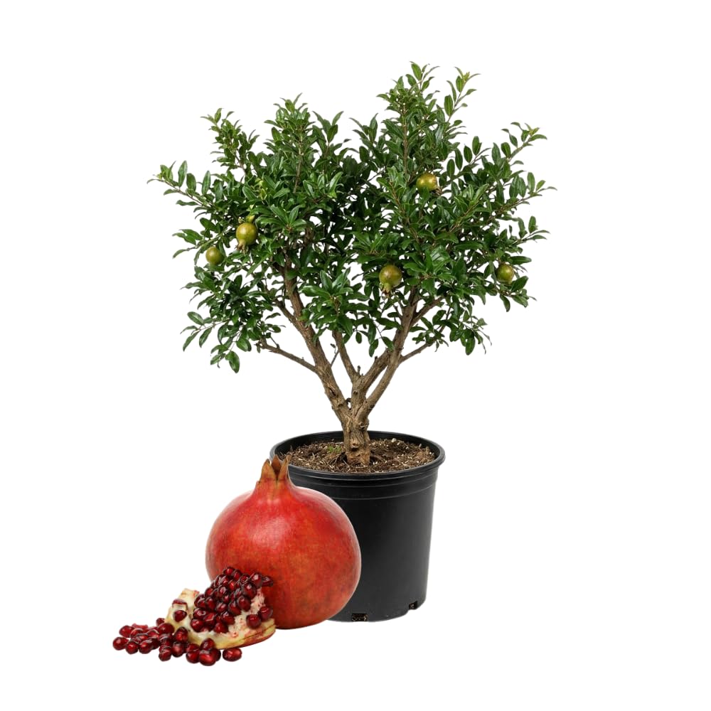 Live Pomegranate Plant for Growing, Hardy Fruit Tree 2 to 3 Feet Tall, 3 Gallon Pot, Ideal for Garden or Patio, No Ship to CA