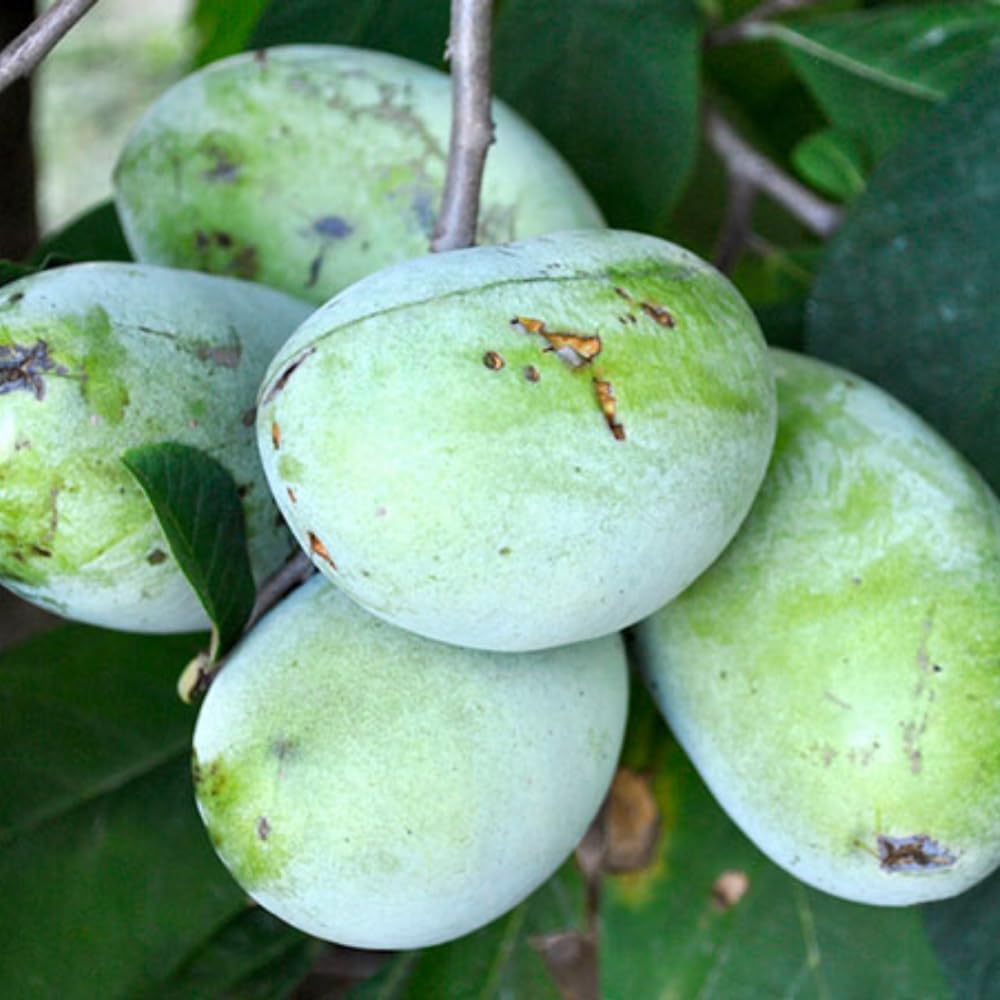 Live Pawpaw Tree Plant, Common Paw Paw Asimina Triloba Tree Starter, 8-15 Inches Tall for Planting