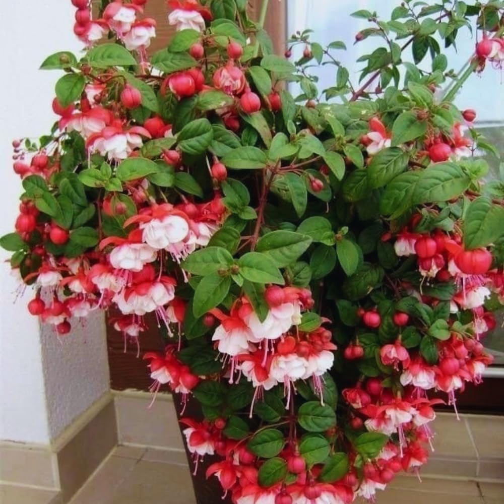 3 Fuchsia Plants Live, 5 to 7 Inc Tall, Red White Fuchsia Flower Plants for Your Garden