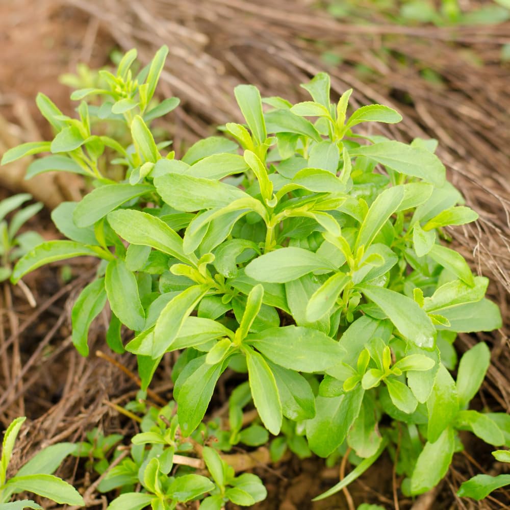Set 2 Stevia Plants Live, Stevia Herb Live Plant No Pot, 4 to 6Inches Long, Easy to Plant Garden