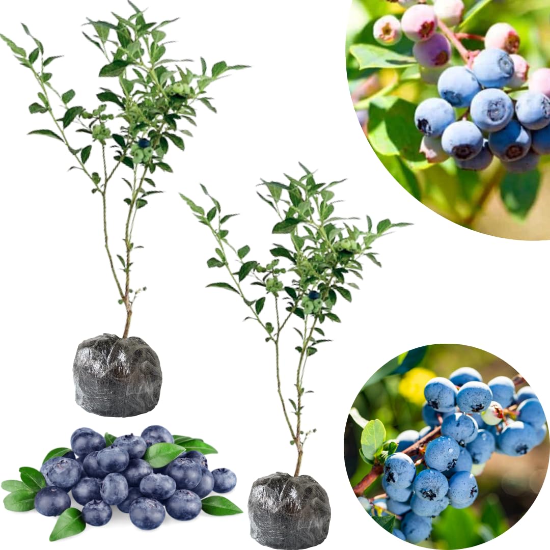 Set 2 Blueberry Bushes Live Plants, Blueberry Plants Live for Planting, Blueberry Fruit Trees, 5-9 Inch Tall (Sharpblue Blueberry)