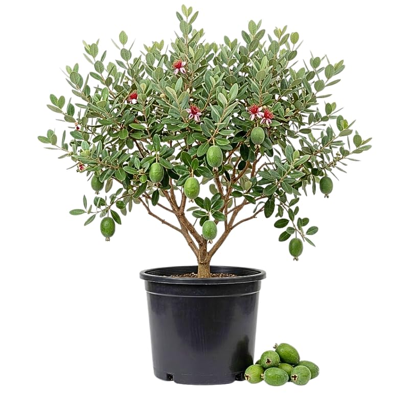 Pineapple Guava Tree, Sweet Guavas Tropical Fruit Tree 20-24 Inches Tall in 1 Gallon Pot for Outdoor Gardening, No Ship to CA