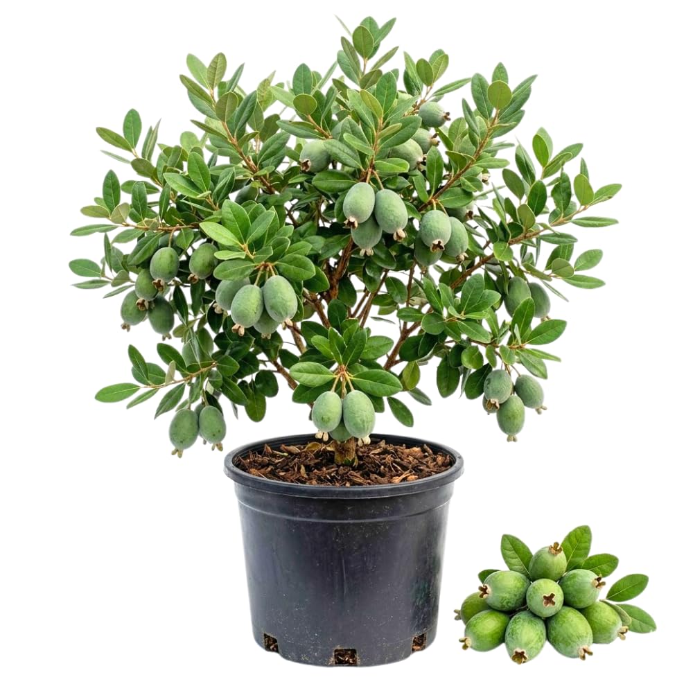 Pineapple Guava Tree Live Plant 2-3 Feet Tall in 3 Gallon Pot, Edible Tropical Fruit Tree, Fully Rooted, Sweet Fruit, No Ship to CA