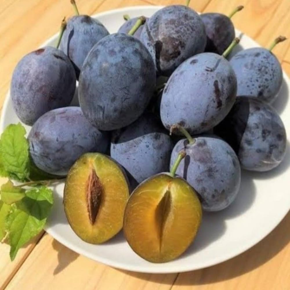 Purple Plum Tree, 3-4 Ft Tall Sweet Plum Trees Live Plants, Cold Hardy Fruit Tree Plant, Bareroot, Dormant