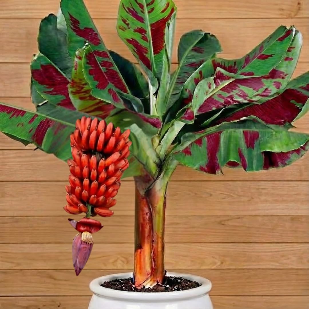 Zebrina Banana Plant Live for Planting, Banana Trees Live Plants for Outdoor Indoor Planting, Cold Hardy, 4-7" in Tall, No Pot, Musa Plant