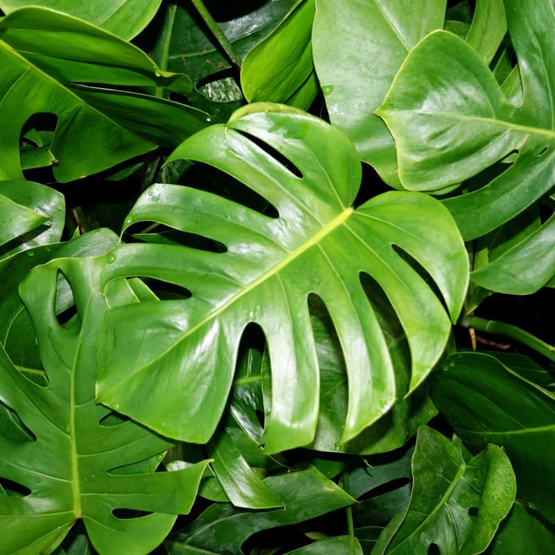 Monstera Deliciosa Plant, Monstera Plant Live, Indoor Houseplant No Pot 4 to 8 Inc Tall