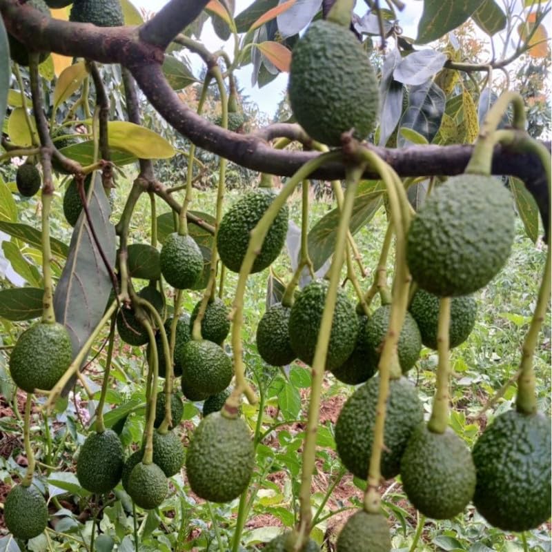 1.5-2.5 Feet Brown HASS Avocado Fruit Tree, Avocado Live Tree Plant to Grow Outdoor Indoor