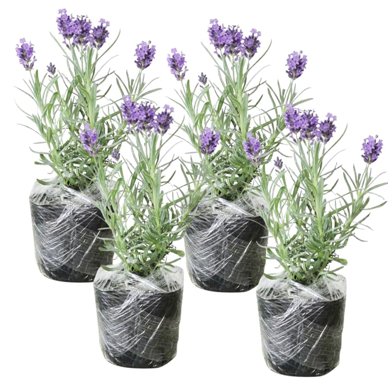 Pack 4 Grey Lavender Plants Live, 4–8" Tall, Fragrant Lavender Flower Lavandula Perennial Well-Rooted, No Pot