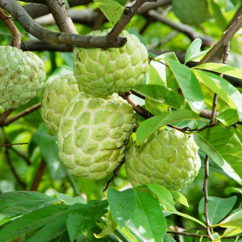 Green Sugar Apple Tree, Sugar Apple Fruit Trees Live Plants, 3 Gallon Pot, 2-3 Ft Tall Plant for Growing Outdoor, No Ship to CA