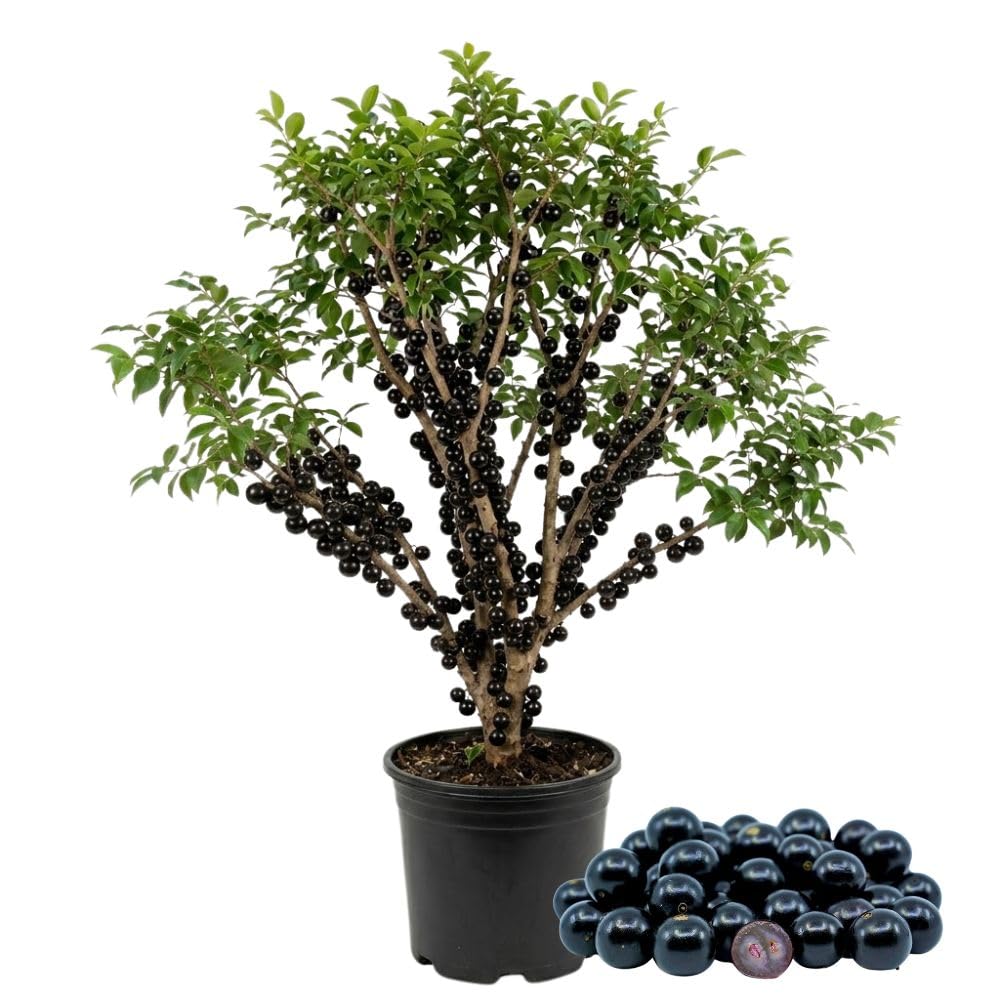 No CA, Sweet Black Jaboticaba Tree Live Plant, 2-3 Feet Tall, Jaboticaba Fruit Plants Live in 3 Gallon Pot, Jabuticaba Grapetree for Planting Outdoor Indoor, No Ship to CA