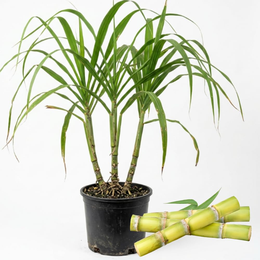 Green Sugarcane Plant in 3 Gallon Pot, 3-4 Sugar Cane Plants Potted, 1 Ft Fast Growing Tropical Starter Plants for Indoor and Outdoor Gardening, No Ship to CA