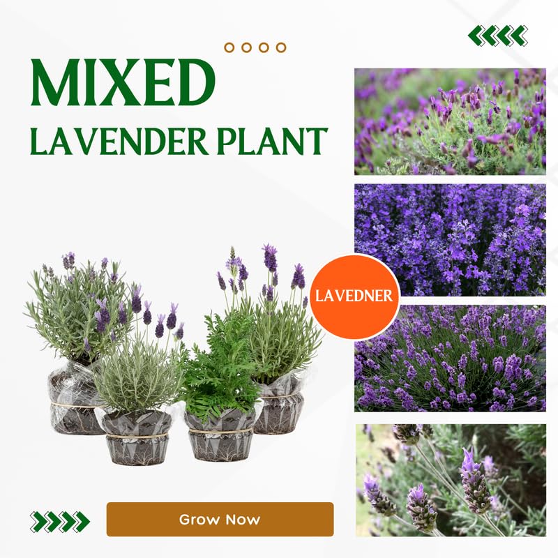 Pack 4 Mixed Lavender Plants Live, 4–8" Tall, Fragrant Lavender Flower Lavandula Perennial Well-Rooted, No Pot