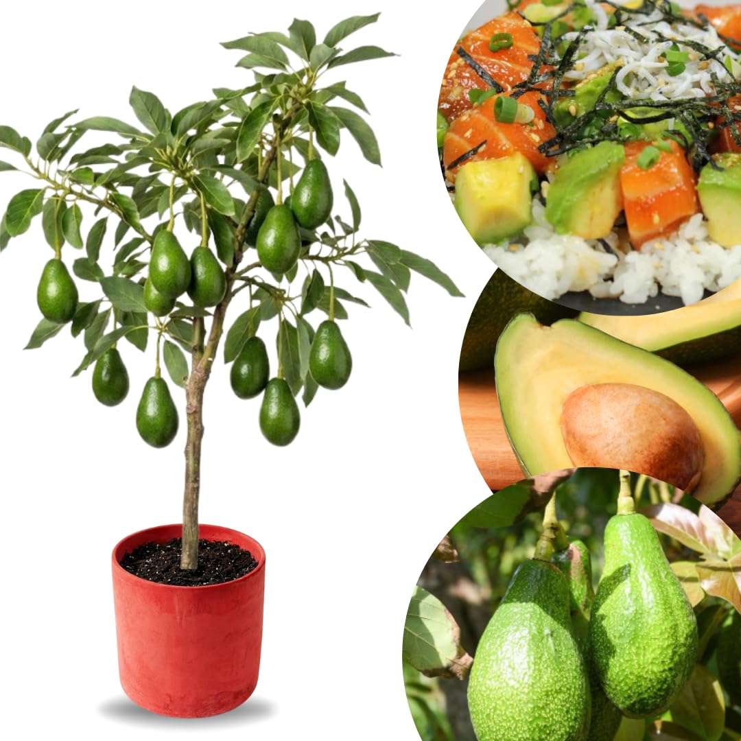 2 Years Old Avocado Tree Grafted, 1-2 Feet Tall in 3 Gallon Pot,Ready to Plant and Bear Fruit (Smooth)
