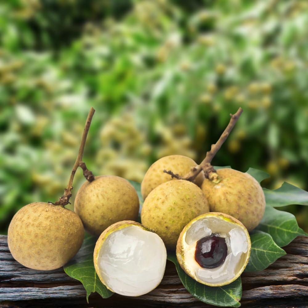 Longan Tree, Sweet Longan Live Plant, Outdoor Garden Planting from 2 Ft Tall, No Ship CA