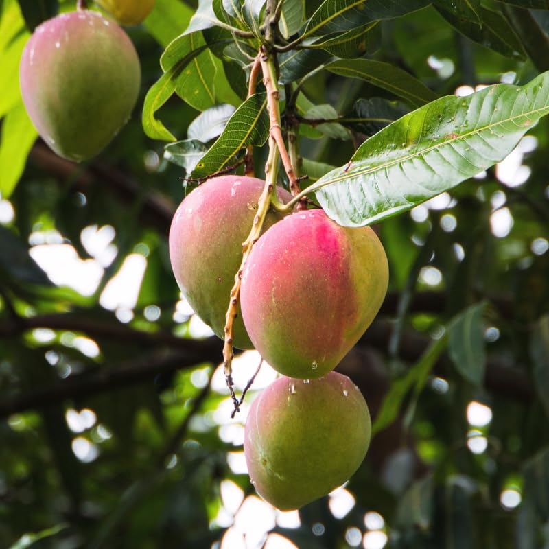 Dwarf Mango Tree Live Plant, Fully Rooted in 3 Gallon Pot, Tropical Mango Fruit Tree for Indoor or Outdoor Growing