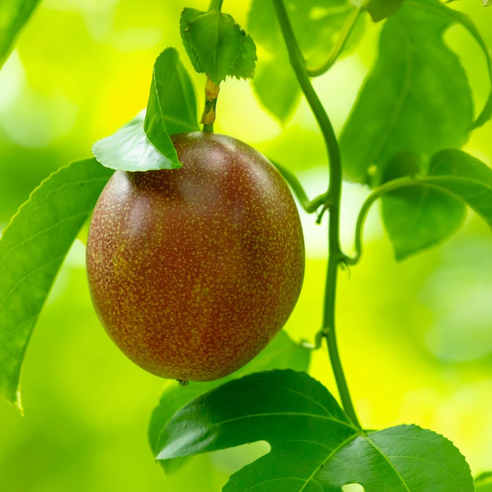 Purple Passionfruit Plant, Passion Fruit Tree Live 1-2 Feet Tall, Edible Passion Fruit Vine Plant in Gallon Pot, No Ship to CA