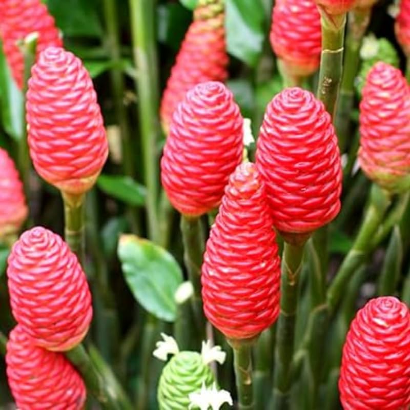 6 Shampoo Ginger Roots for Planting, Perennial Awapuhi Zingiber Zerumbet Ginger Rhizomes, Hawaiian Ginger Lily Plants