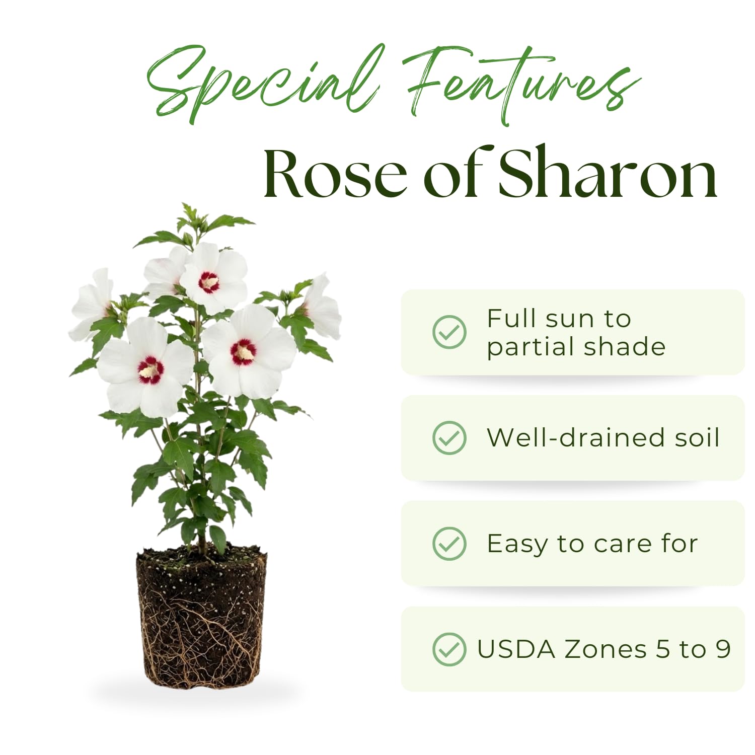 Red White Rose of Sharon Plant Live, Althea Hibiscus Flower 2-6 Inches, Vibrant Bloom for Outdoor Garden