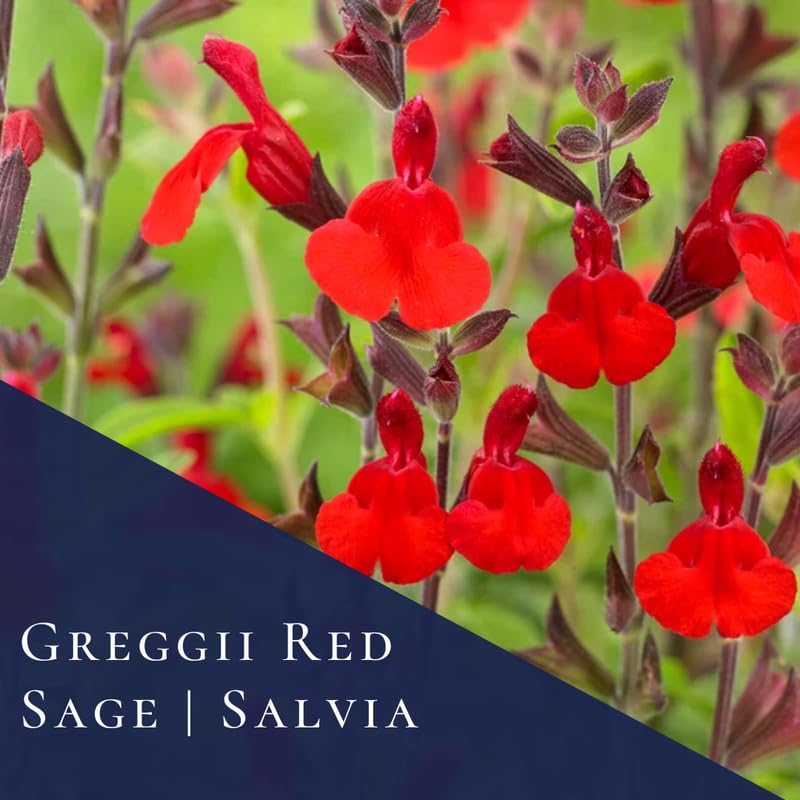 Sets 4 Red Salvia Sage Plants Live for Spring Planting, Size 4-6" in Tall, Fast-Growing and Quick Flower, Perennial Fragrant Shrubs Bush