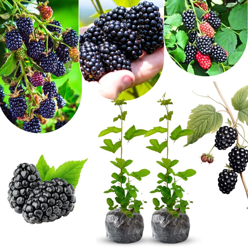 Pack 2 BlackBerry Plants Live, 4-8 Inch Tall, Sweet Blackberries Fully Rooted High Yield Berry Plants for Outdoor Planting