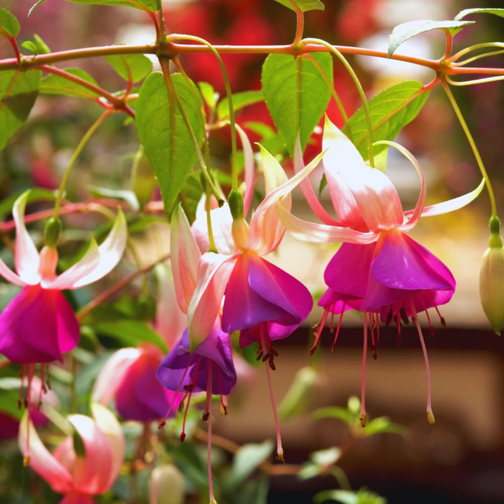 3 Fuchsia Plants Live, 5 to 7 Inc Tall, Purple White Fuchsia Flower Plants for Your Garden