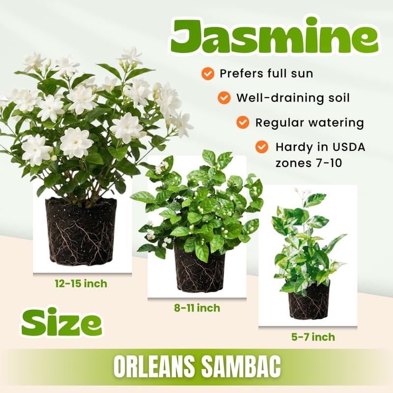 2 Frostproof Jasmine Plants 4–8 Inch, Live Fragrant Jasmine Flowering Vine, Sweet Scented Blooms, Easy Care Indoor or Outdoor