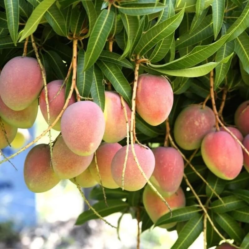 Dwarf Mango Tree Live Plant for Planting, Grafted Mango Plant in 3 Gallon Pot, Fast Growing Tropical Fruit Tree Seedlings