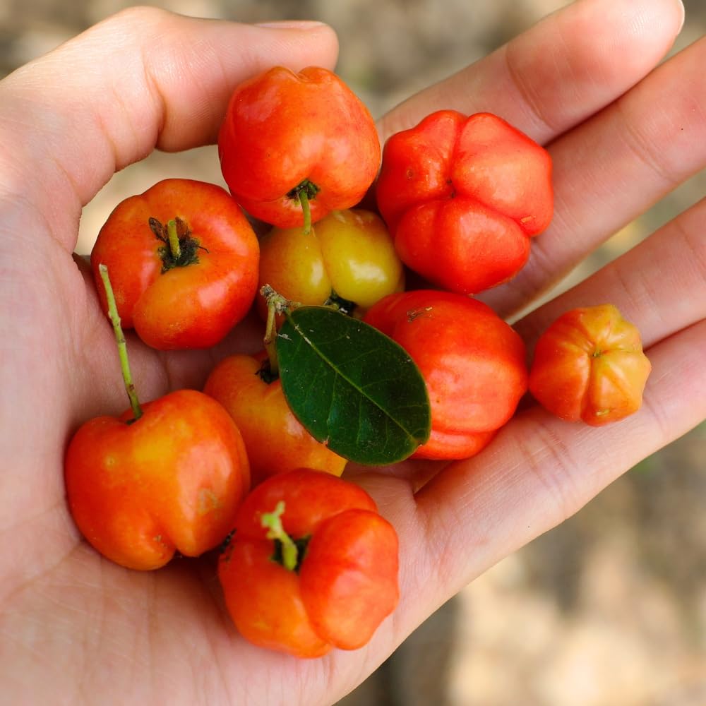 Barbados Cherry Tree Live Plant in 1 Gallon Pot, Barbados Cherry Plant, Sweet Berries for Patio and Garden, Fruit Trees from 1-2 Feet Tall, No Ship to CA