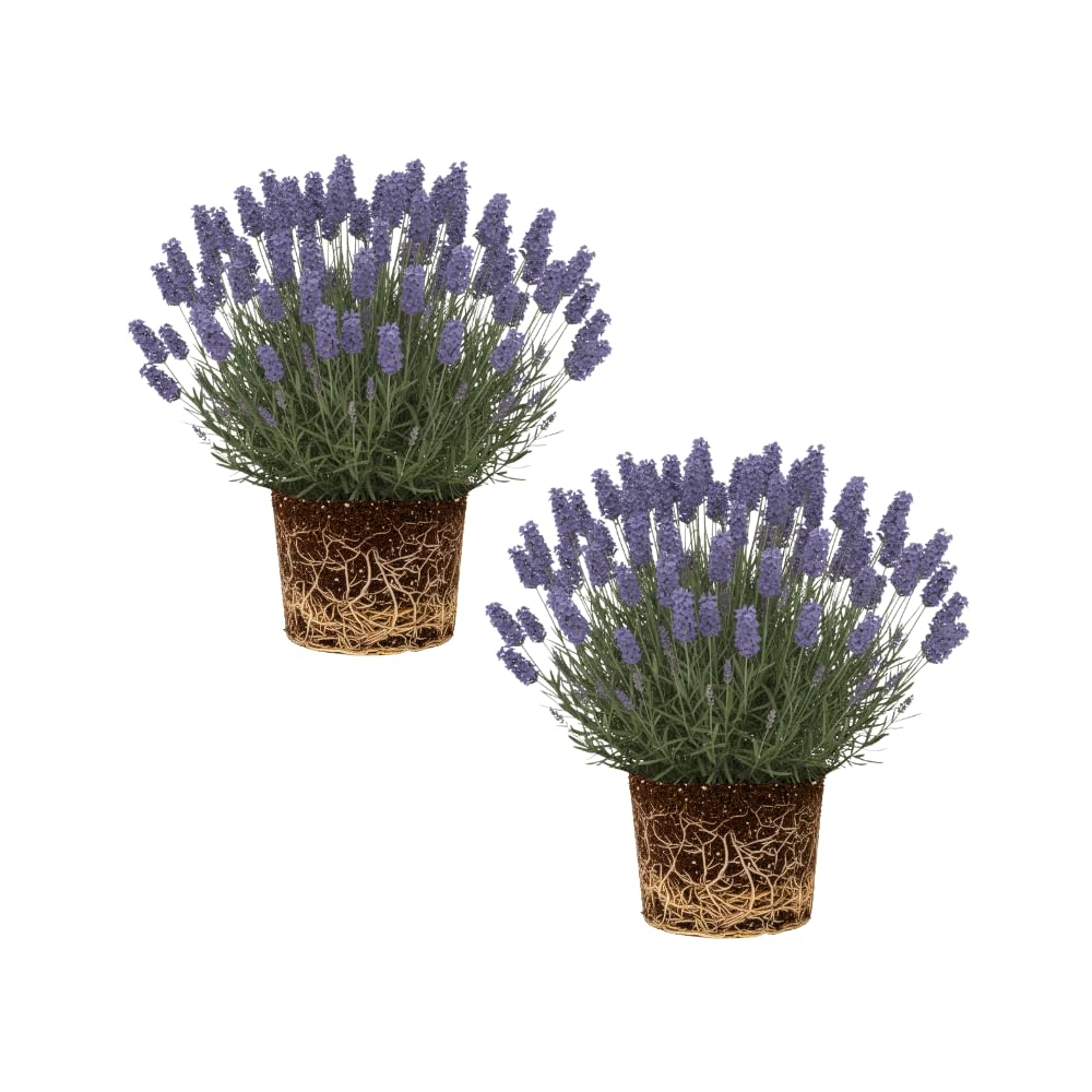 Set 2 Provence Lavender Plants Live, Fragrant Lavender Herb Plant for Border and Container Growing, Perennial Lavenders Plugs 3-5'' Tall