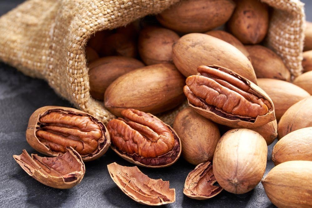 Live Pecan Tree Well Rooted 1.5-2.5 Feet Tall, Hardy Pecan Nut Tree Seedlings, Garden or Landscaping Planting