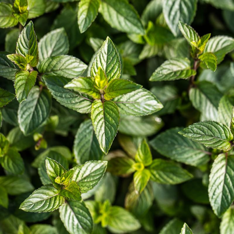 Pack 6 Chocolate Mint Plants Live, Culinary Herb Plants, 4-6 Inch Tall, No Pot, Mint Live Well-Rooted