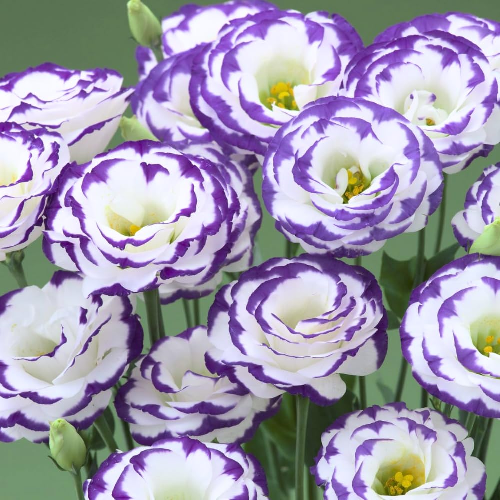2 Eustoma Lisianthus Live Plants, Lisianthus Flowers Seedlings, 2-3 Inch Tall Well-Rooted Plug, Lisianthus Plants (Rare Blue Lisianthus)