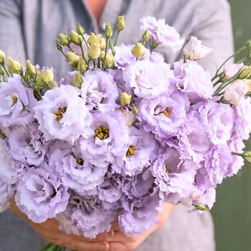 2 Eustoma Lisianthus Live Plants, Lisianthus Flowers Seedlings, 2-3 Inch Tall Well-Rooted Plug, Lisianthus Plants (Pastel Blue Lisianthus)