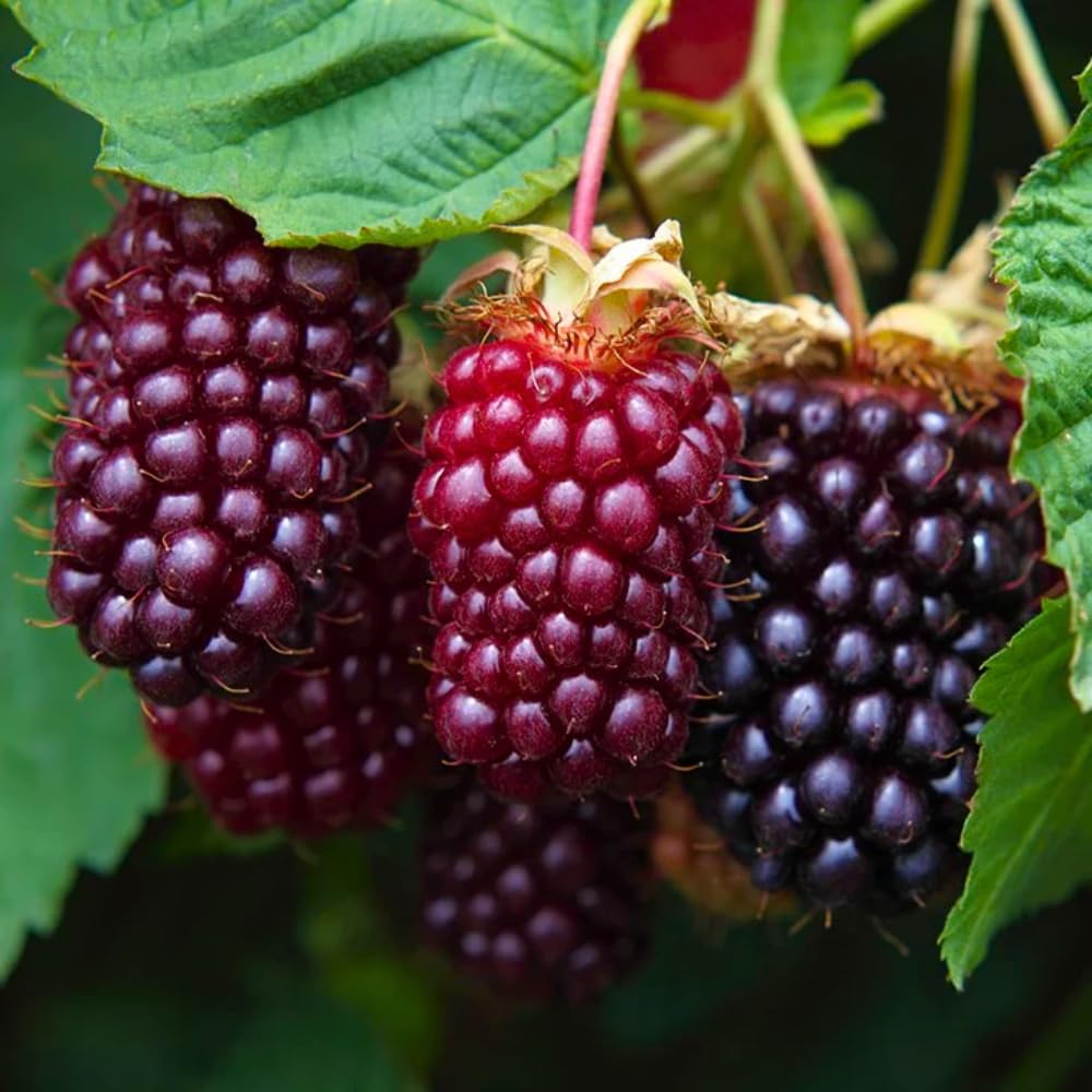 4 Sweet Boysenberry Plants, Live Boysenberry Fruit Bushes, Planting Indoor Outdoor 5 Inches