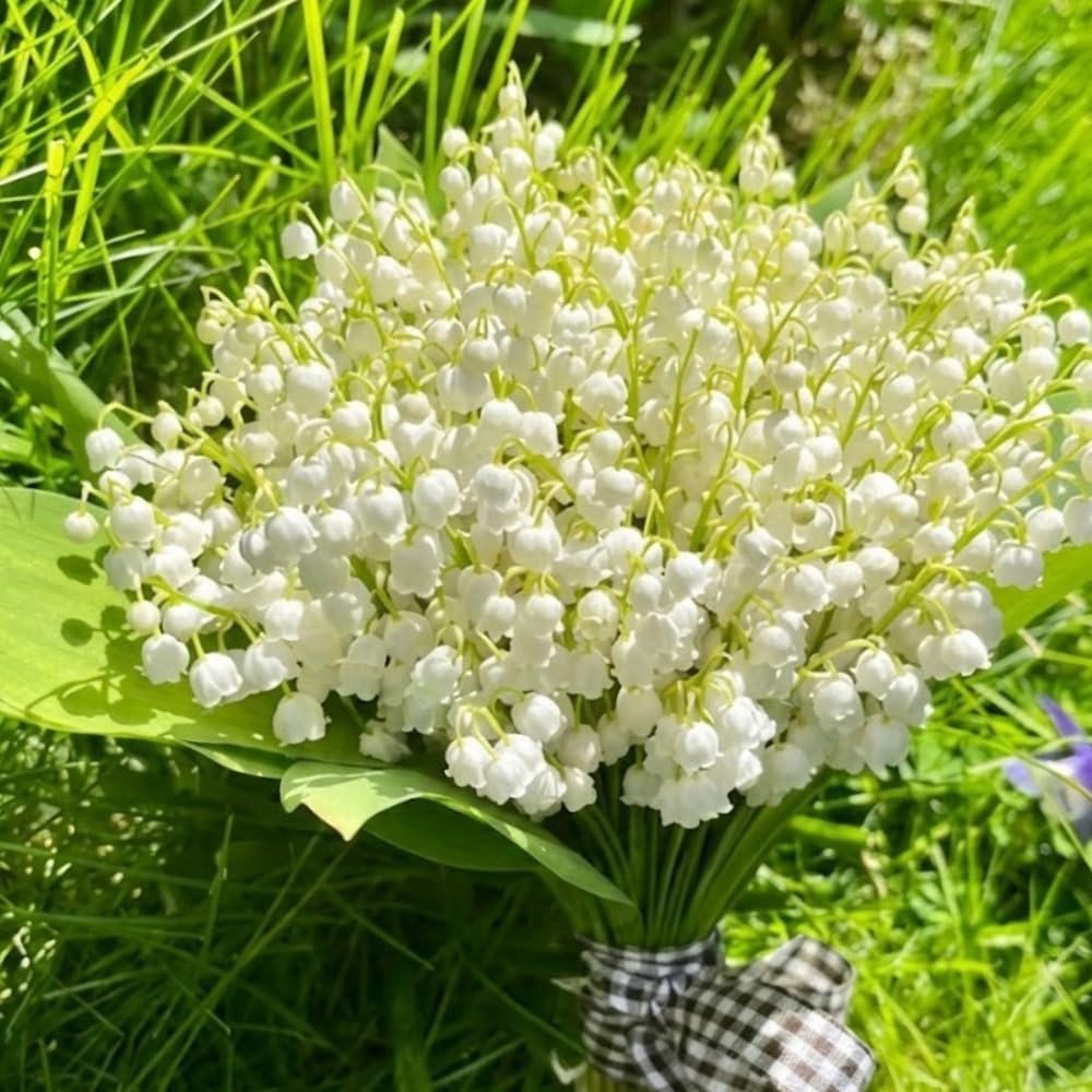 10 Large Lily of The Valley Roots for Planting, Perennial Sweet Fragrant White Flower, Zones 2 to 9, Cold Hardy