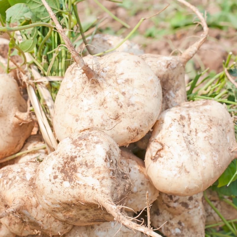 100 Seeds of Jicama Seeds for Planting, Jicama Vegetable Seeds, 100 Seeds