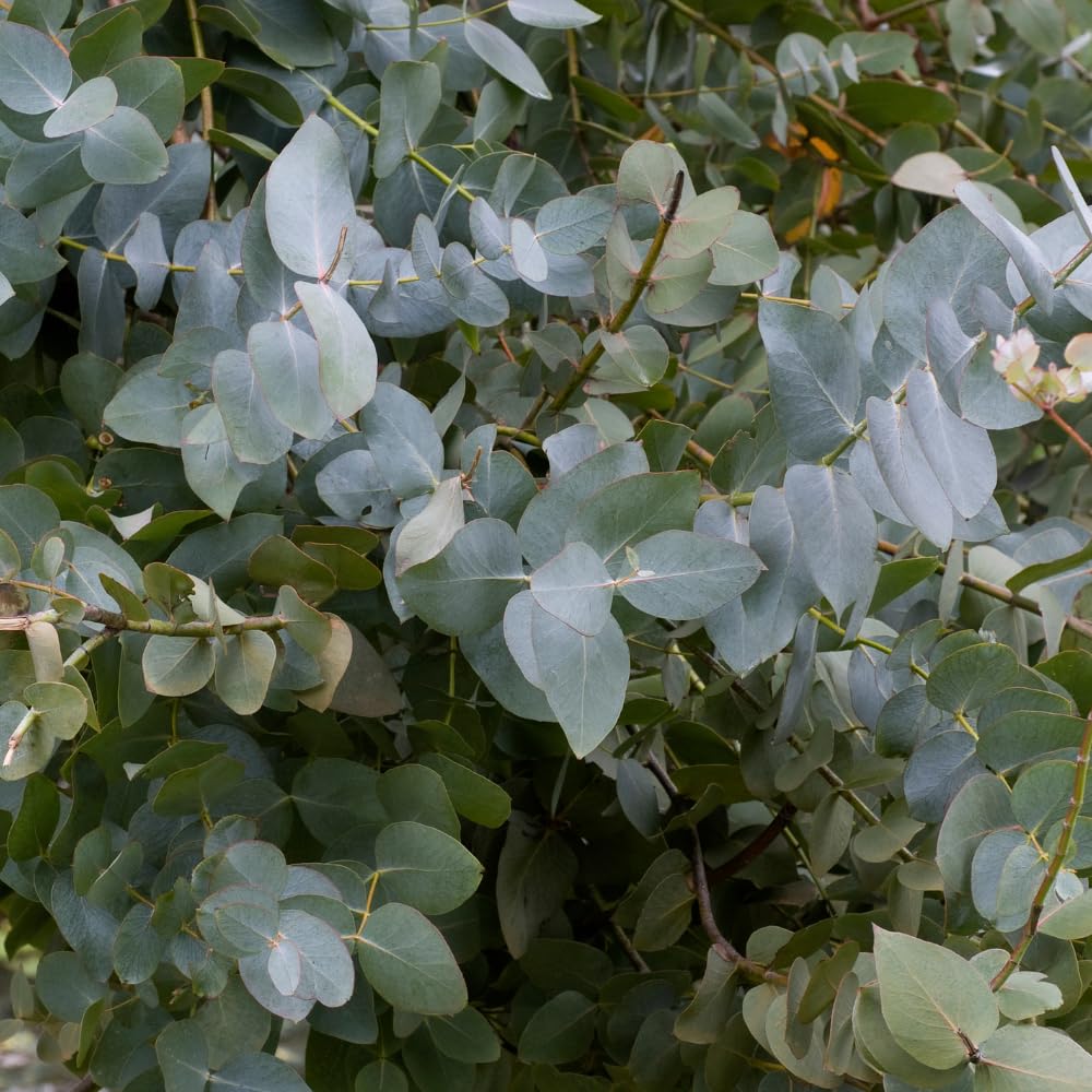 Baby Blue Eucalyptus Live Plant, Silver Eucalyptus Live Plant Indoor Outdoor, 4 to 5 Inch Tall