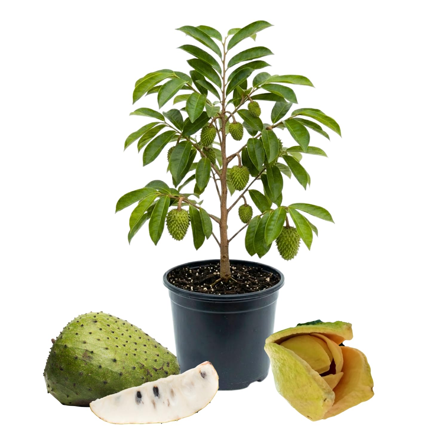 2 Years Old Soursop Tree Live Plant in 1 Gallon Pot, Guanabana Fruit Tree 2-2.5 Ft Tall for Outdoor or Container Growing, Tropical Garden Plant, No CA