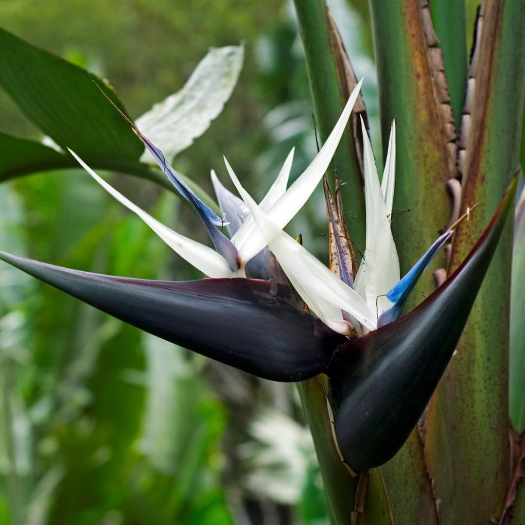 Set 2 White Bird of Paradise Plant, Bird of Paradise Plants Live, 4 to 6 Inch for Planting