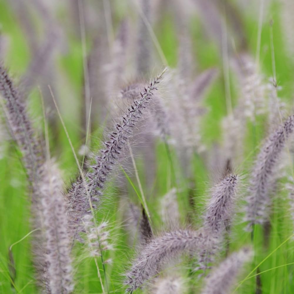 2 Fountain Grass Plants, Purple Fountain Grasses for Planting Perennial, 5 to 10 Inches Tall Ornamental Grass Plant Garden Indoor Outdoor