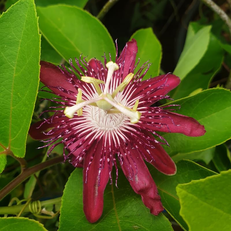 2 Red Passion Flower Plants, 4-8'' Tall Red Passiflora Plant Vine for Planting, Vibrant Passion Flower Starter Plant for Home Garden and Containers, Well Rooted to Grow