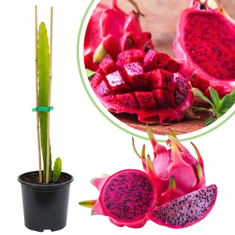 Red Dragon Fruit Tree Live Plant, Fully Rooted in Quart Pot, 12" Tall, Fast Growing Tropical Fruit Cactus