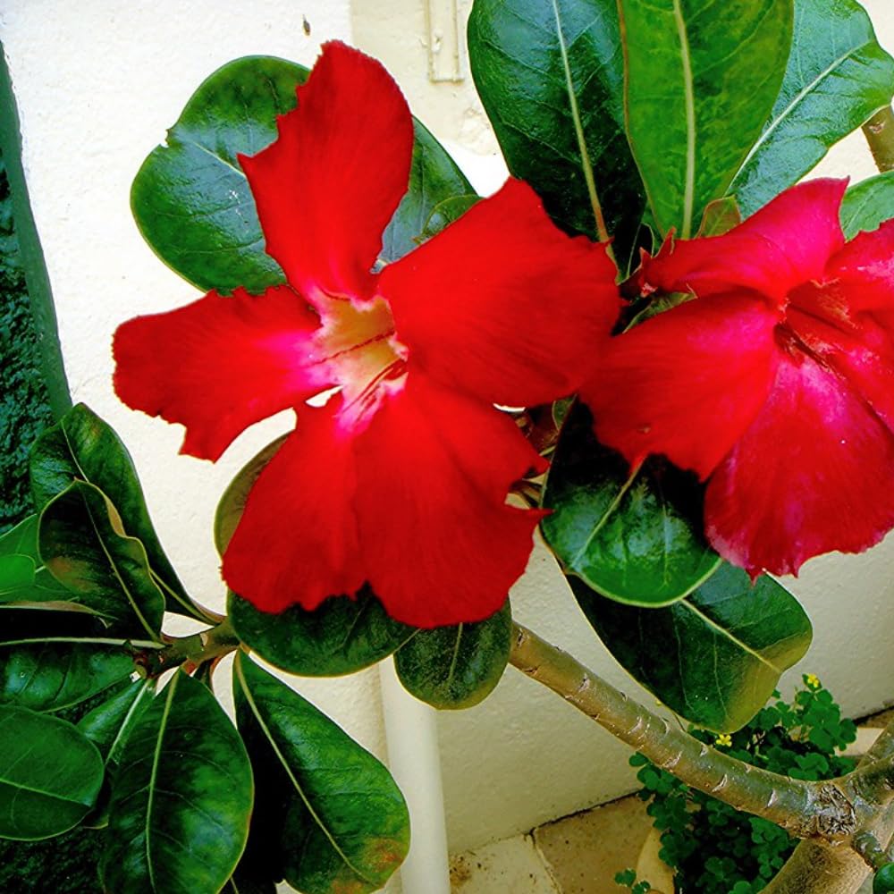 2 Desert Rose Plants Live, Red Adenium Obesum Desert Rose Flower Plants for Planting Indoor Outdoor Garden, 5 to 9 Inches Tall