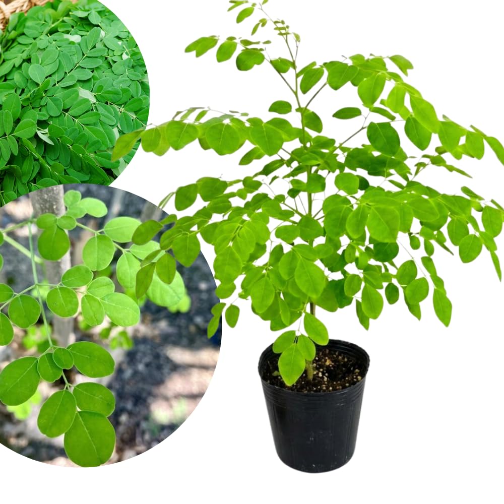 Moringa Tree Live Plant in 1 Gal Pot, 2 Feet Tall, Moringa Oleifera Herb, Fast Growing Indoor Outdoor Plants, Cold Hardy, No to CA