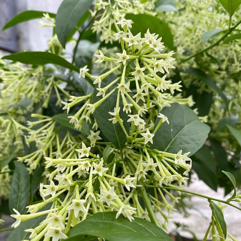 2 Night Blooming Jasmine Plants 4–8 Inch, Live Fragrant Jasmine Flowering Vine, Sweet Scented Blooms, Easy Care Indoor or Outdoor
