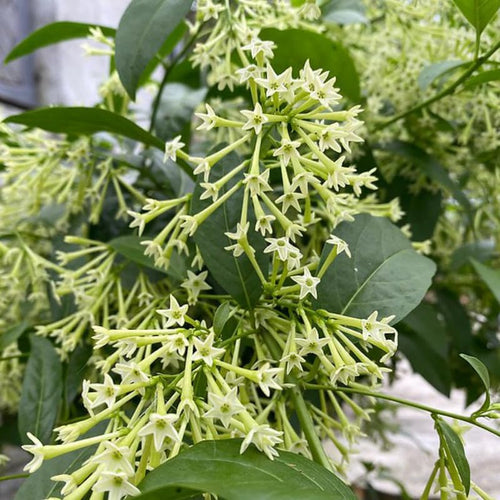 2 Night Blooming Jasmine Plants 4–8 Inch, Live Fragrant Jasmine Flowering Vine, Sweet Scented Blooms, Easy Care Indoor or Outdoor
