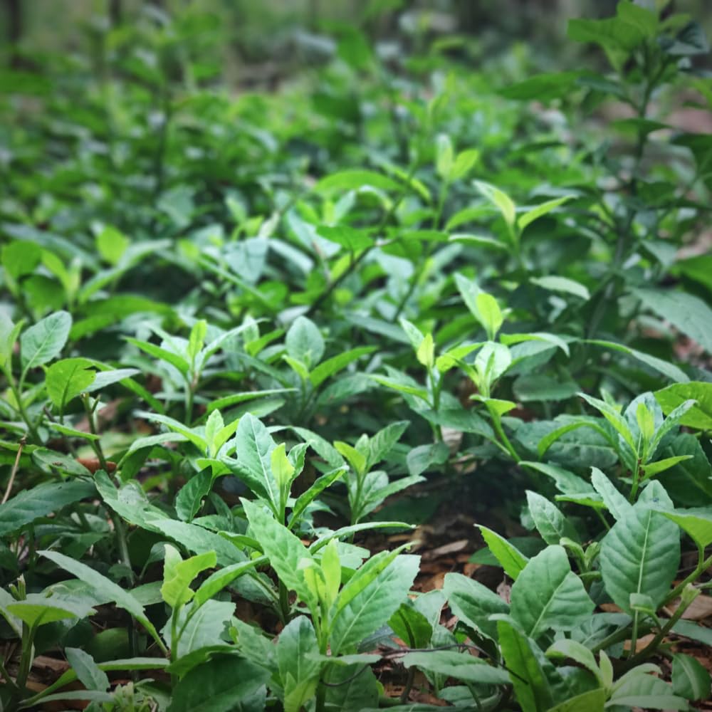 Pack 3 Longevity Spinach Plants Live, Longevity Spinach Herb for Growing Outdoor 5 Inch Tall