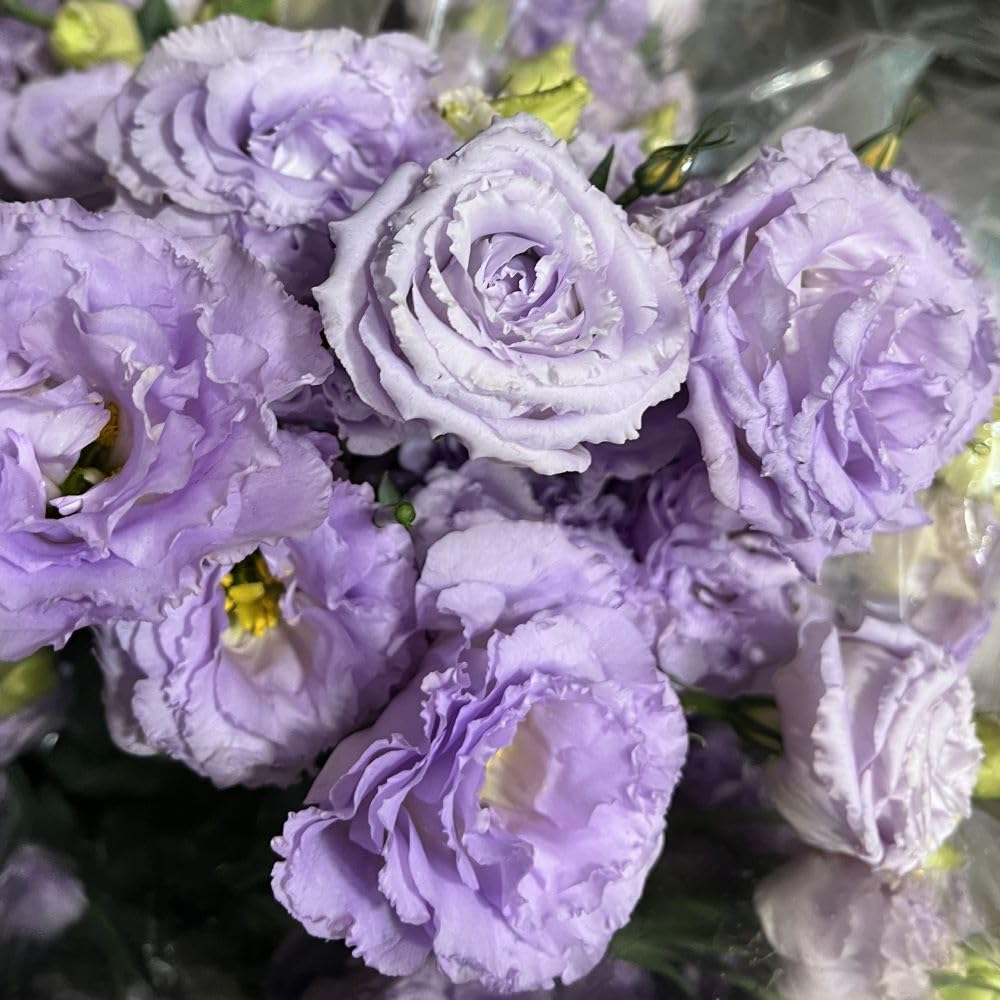 2 Eustoma Lisianthus Live Plants, Lisianthus Flowers Seedlings, 2-3 Inch Tall Well-Rooted Plug, Lisianthus Plants (Pastel Blue Lisianthus)