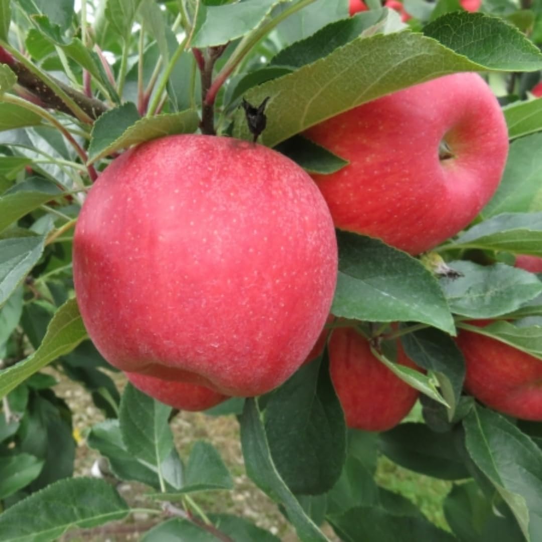 Pink Apple Tree Live Plant Up to 3 Feet, Bare Root Dormant, Spring Break Fruit Sweet Apple Trees Live Plants for Outdoor Planting, Cold Hardy Fruit